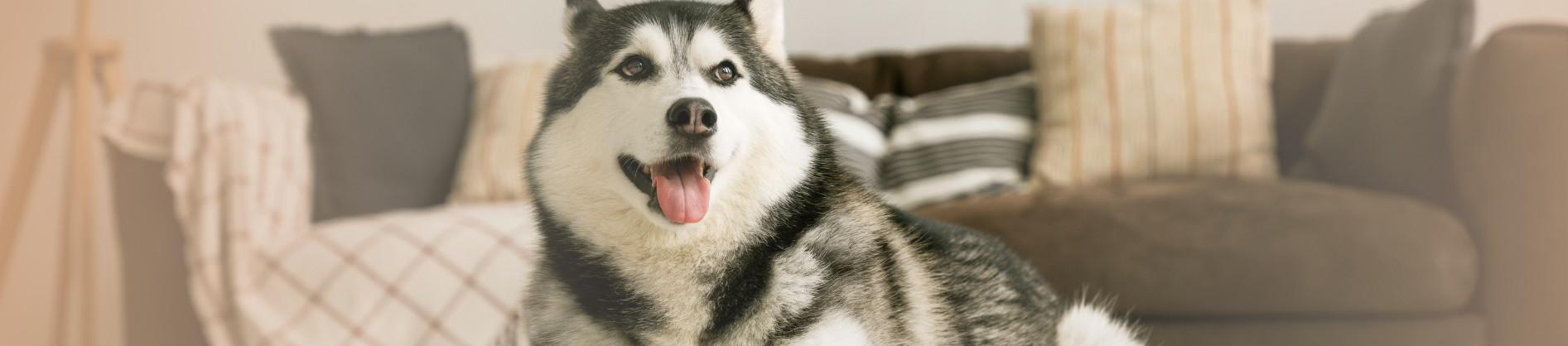 banner, exclusive pet concierge service all around the netherlands