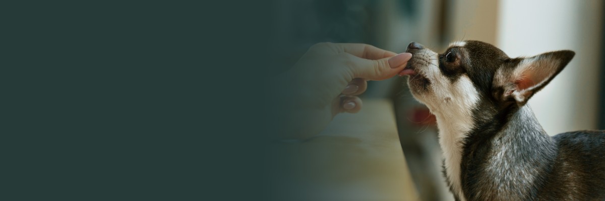 banner, exclusive pet concierge service all around the netherlands