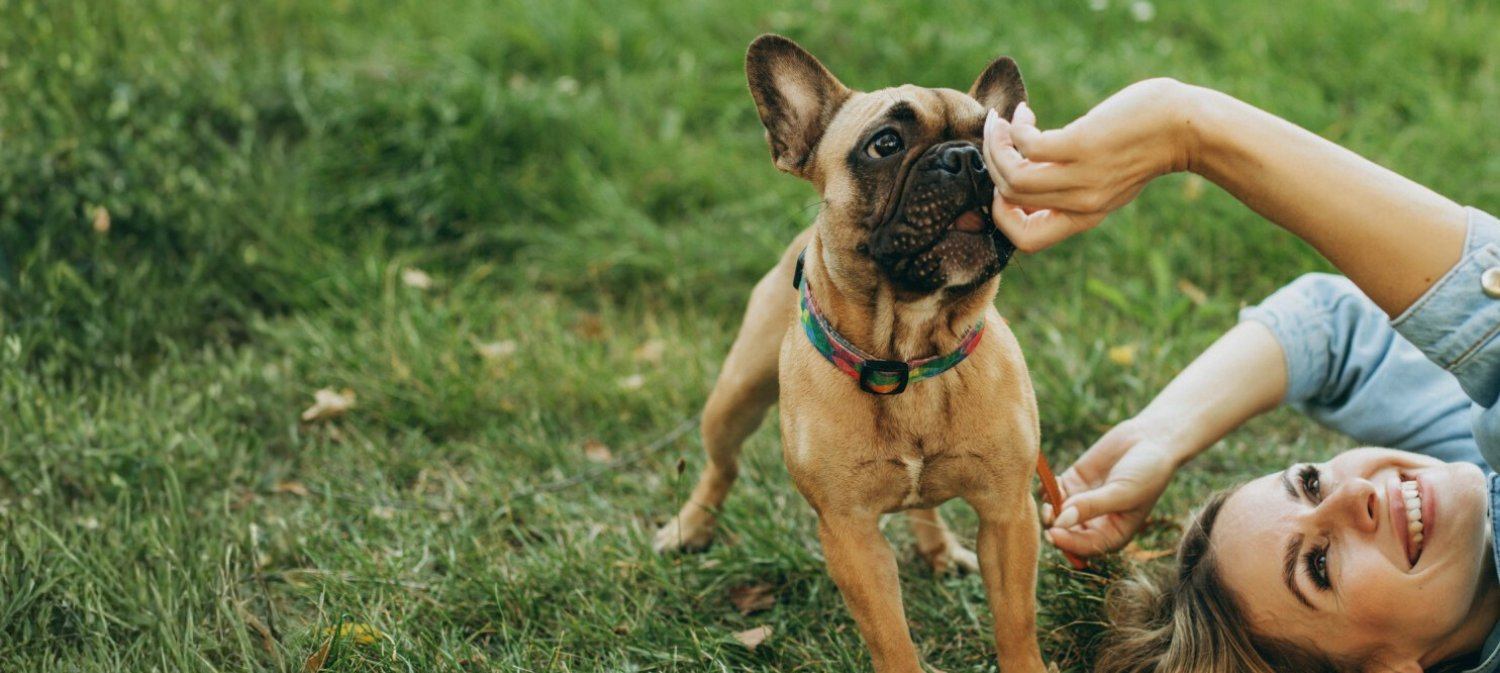 banner, exclusive pet concierge service all around the netherlands