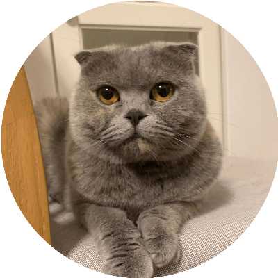 cat sitting with legs crossed