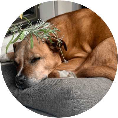 dog sleeping under a plant