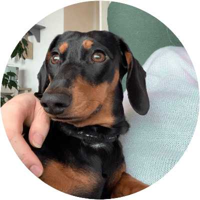 dog sleeping under a plant