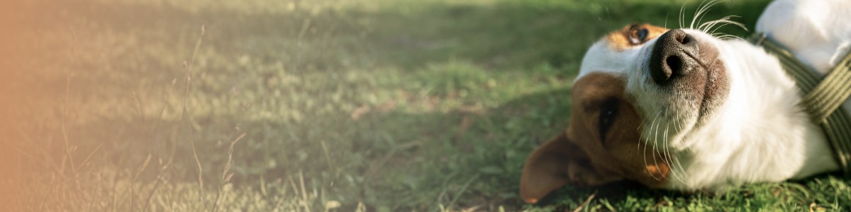 banner, exclusive pet concierge service all around the netherlands